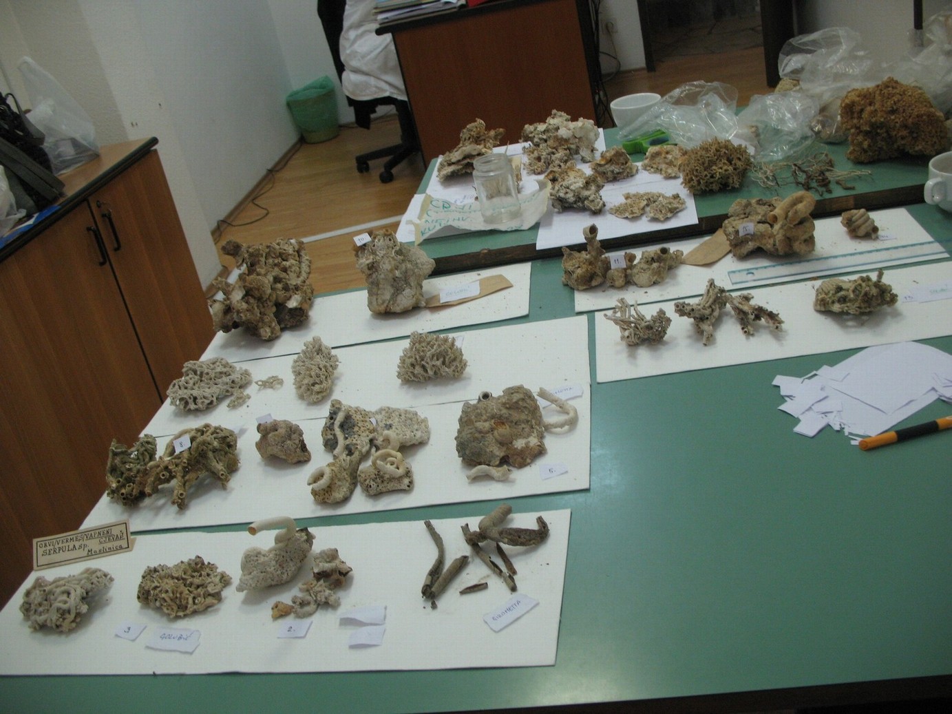 Vermes e Mollusca